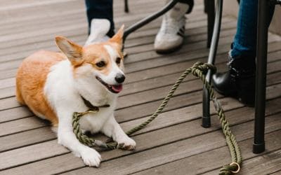 Your guide to dog-friendly restaurants