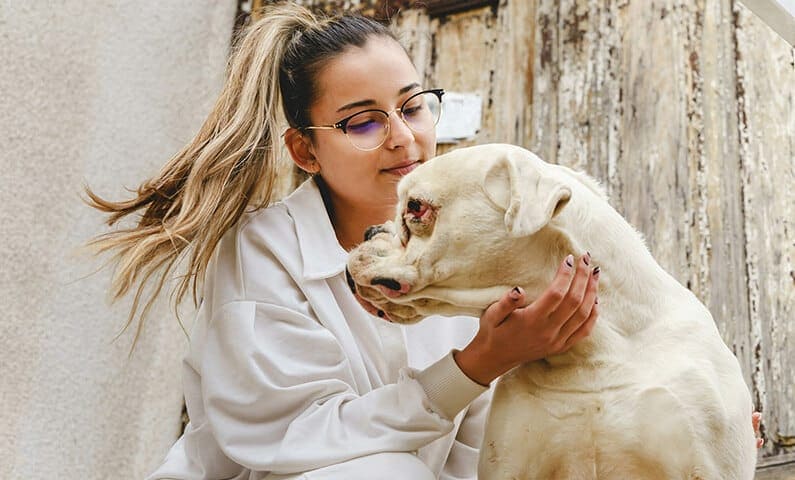 Dog Stockholm