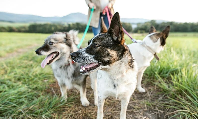 Dog daycare in Stockholm